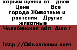 хорьки щенки от 35дней › Цена ­ 4 000 - Все города Животные и растения » Другие животные   . Челябинская обл.,Аша г.